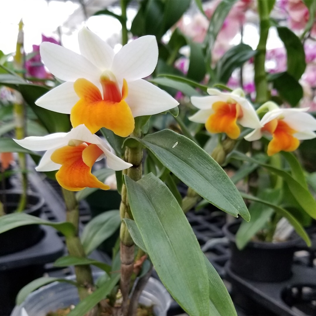 Orange Orchids Available Now White Plains Orchids