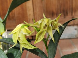 dendrobium