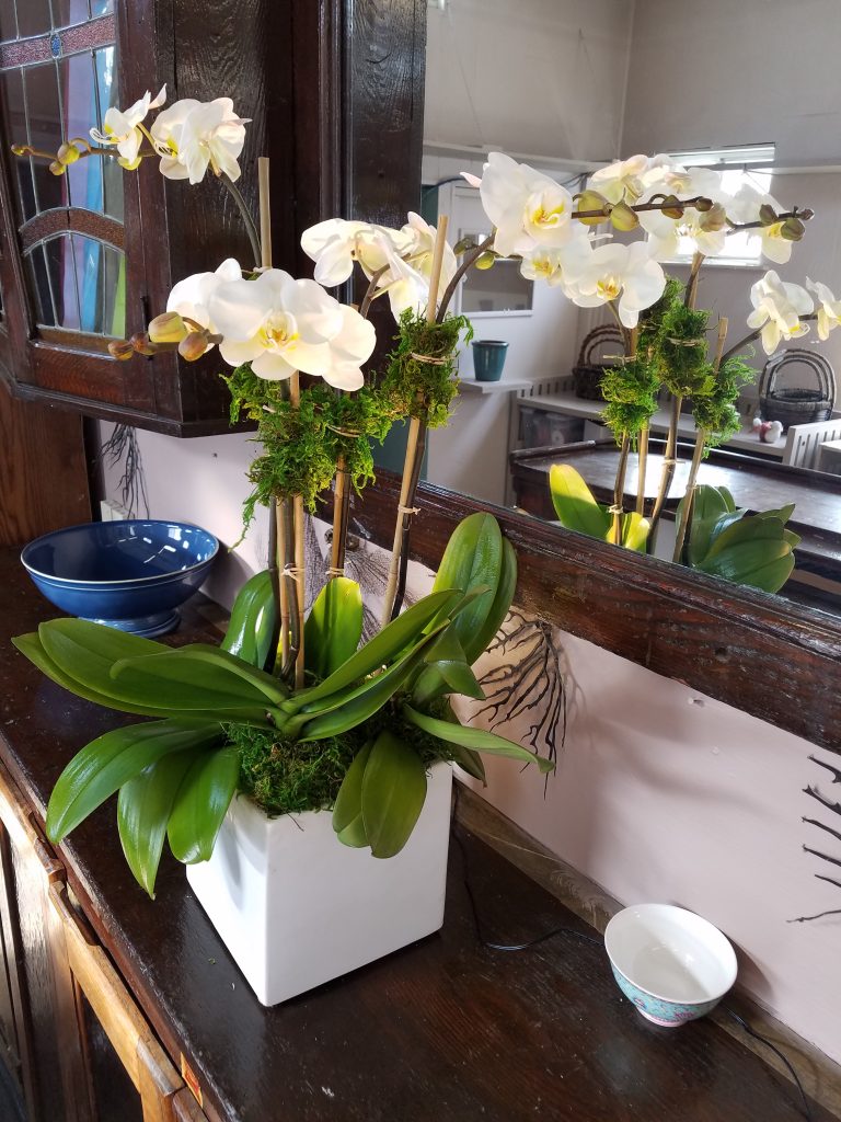 Gallery White Plains Orchids