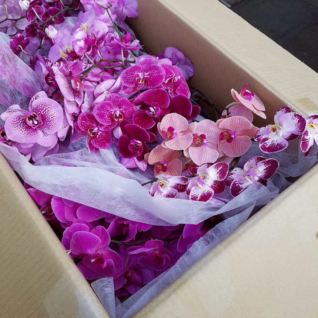 Gallery White Plains Orchids