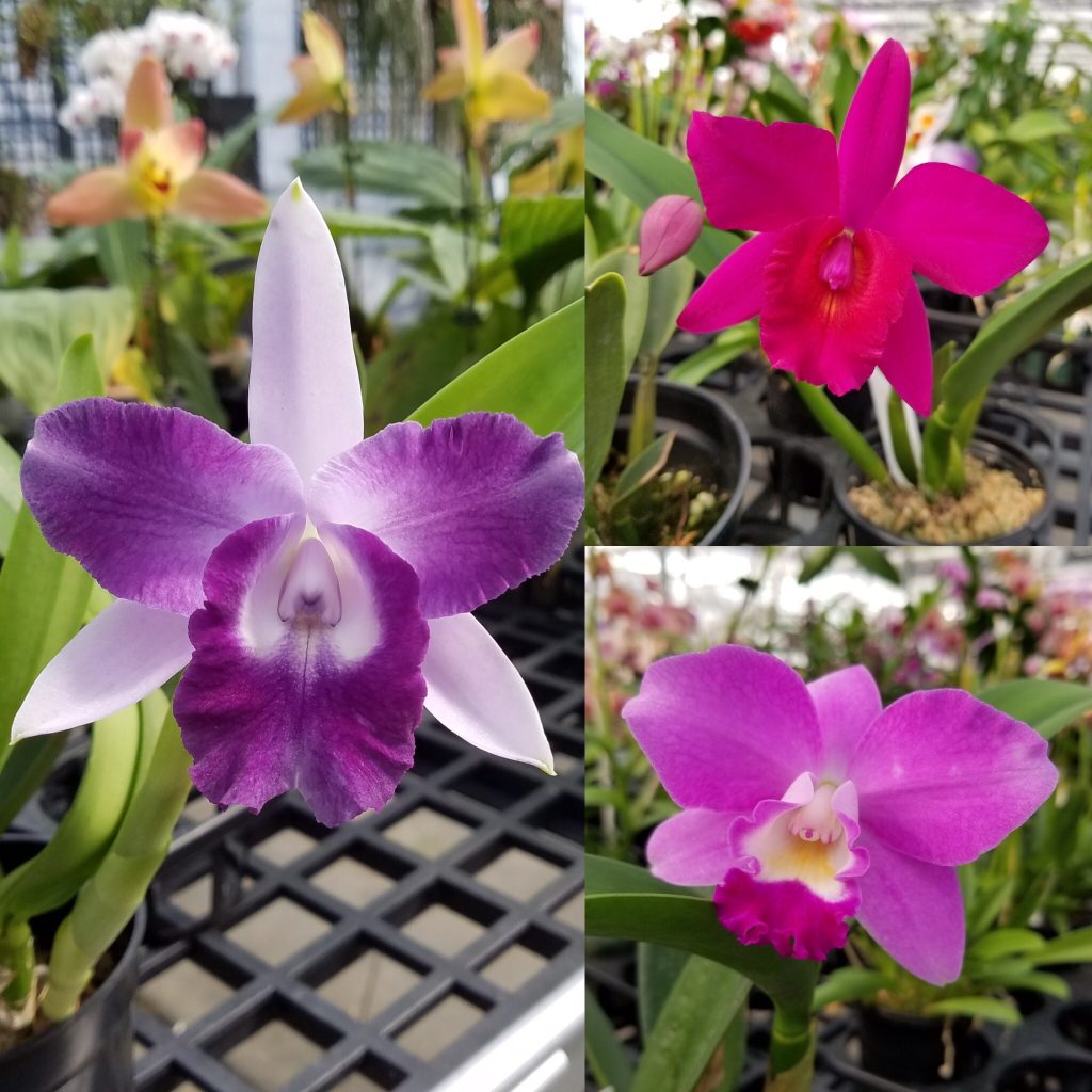 Mini Fragrant Cattleya Type Orchids Available Now – White Plains Orchids