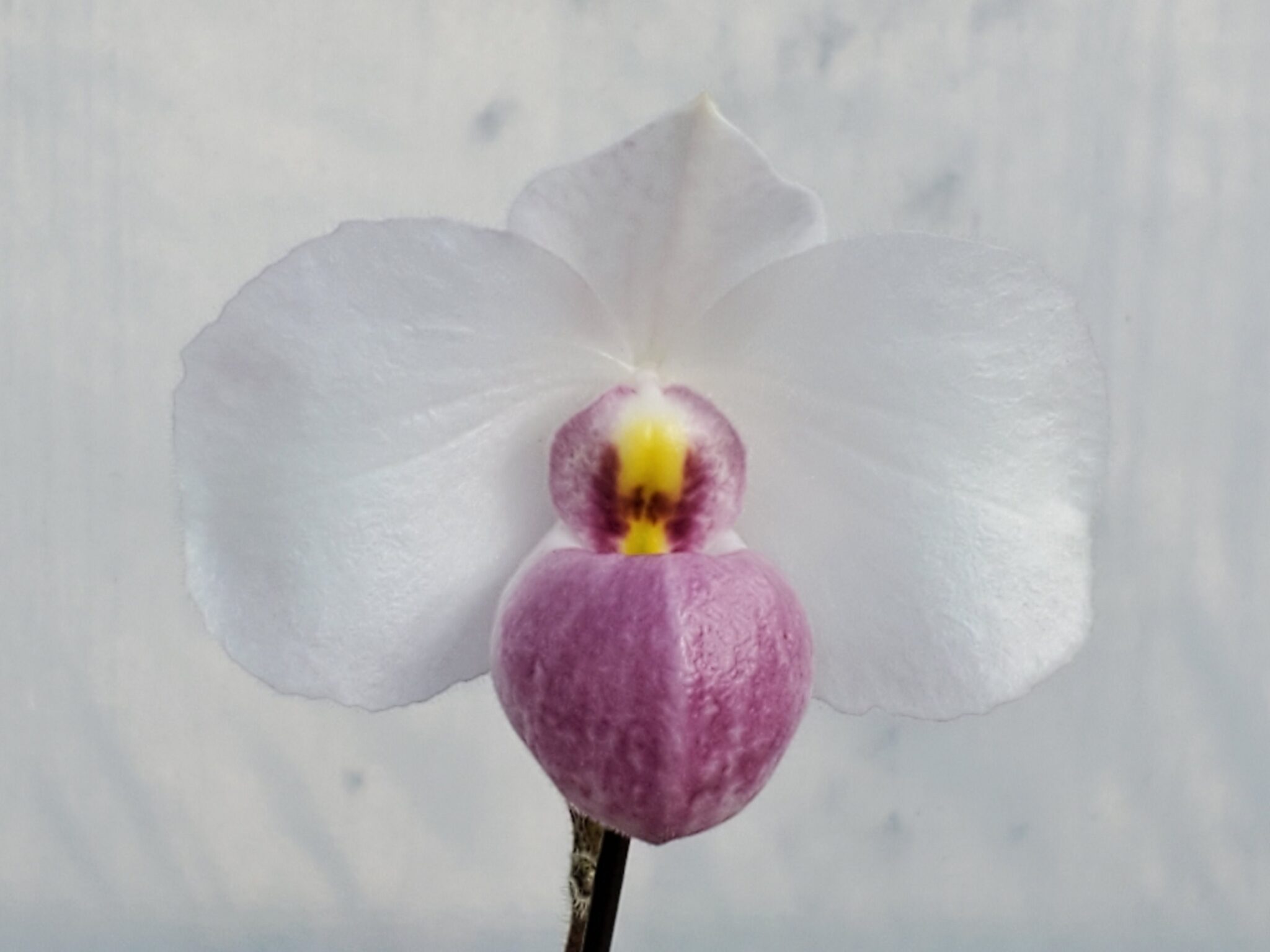 Paphiopedilum delenatii – White Plains Orchids