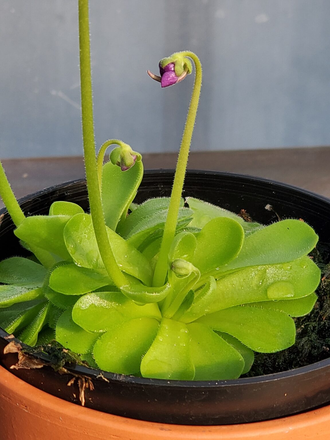 Mexican butterwort White Plains Orchids