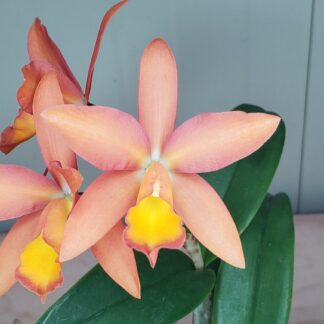 cattleya carribean
