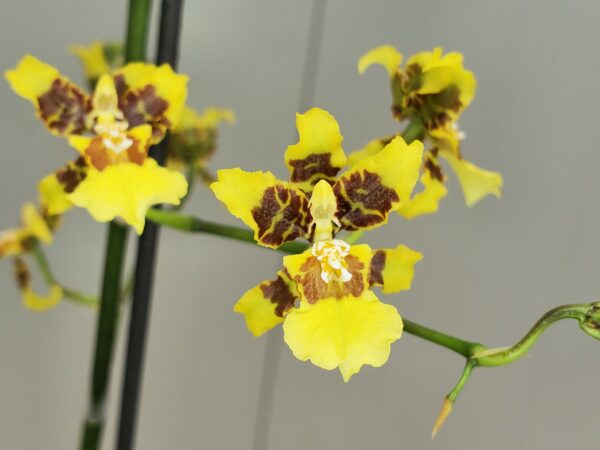 Oncidium sphacelatum - Image 2