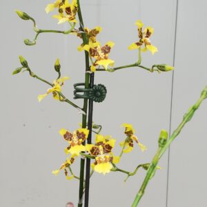 Oncidium sphacelatum