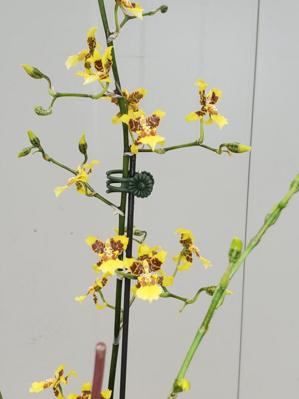 Oncidium sphacelatum