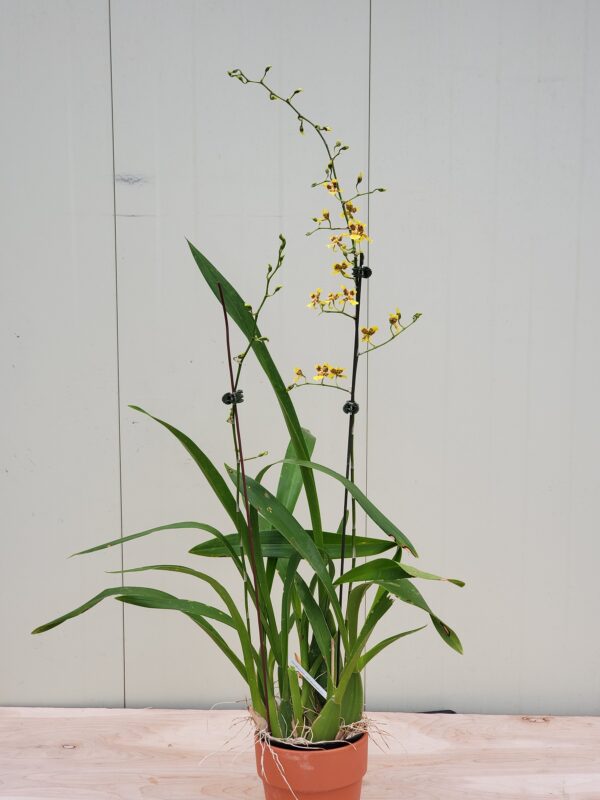 Oncidium sphacelatum - Image 3