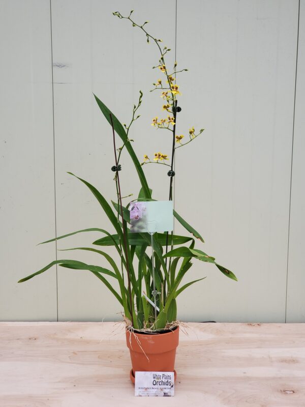 Oncidium sphacelatum - Image 4