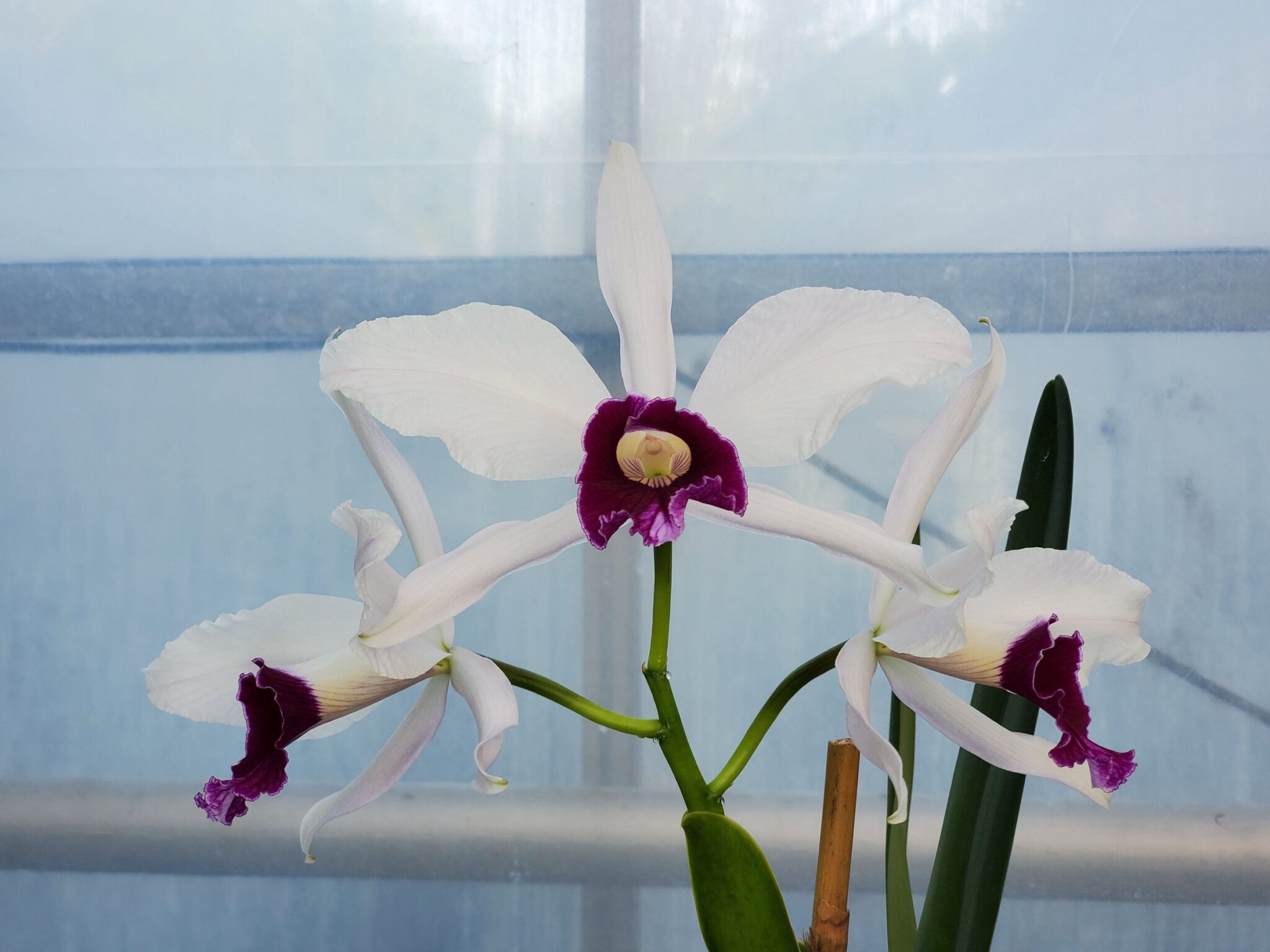 Laelia Purpurata – White Plains Orchids