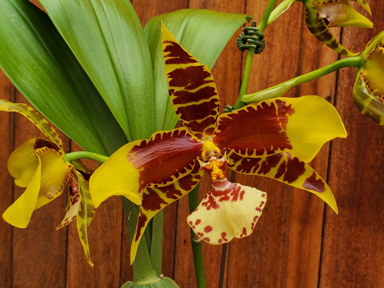 Rossioglossum Rawdon Jester ‘Great Bee’ White Plains Orchids