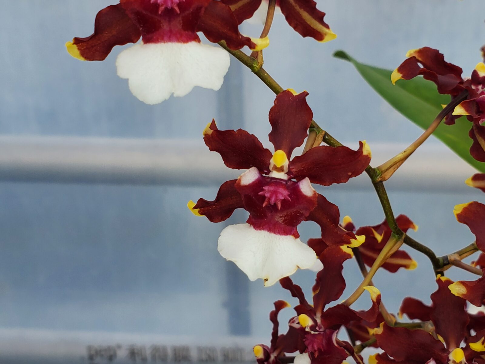 Oncidium Aka Baby ‘Raspberry Chocolate’ White Plains Orchids